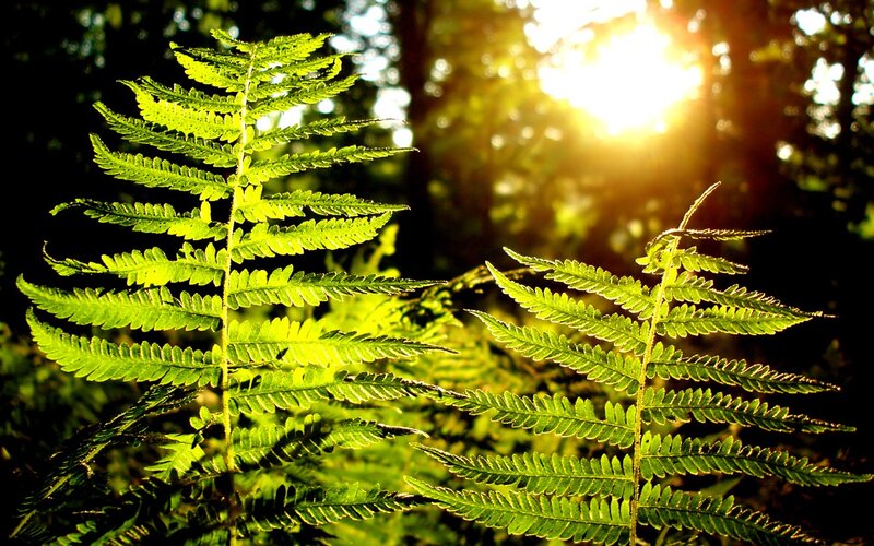 Green Fern Leaves