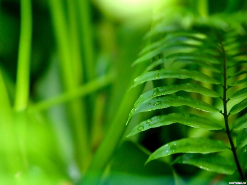 green fern leaves with dew