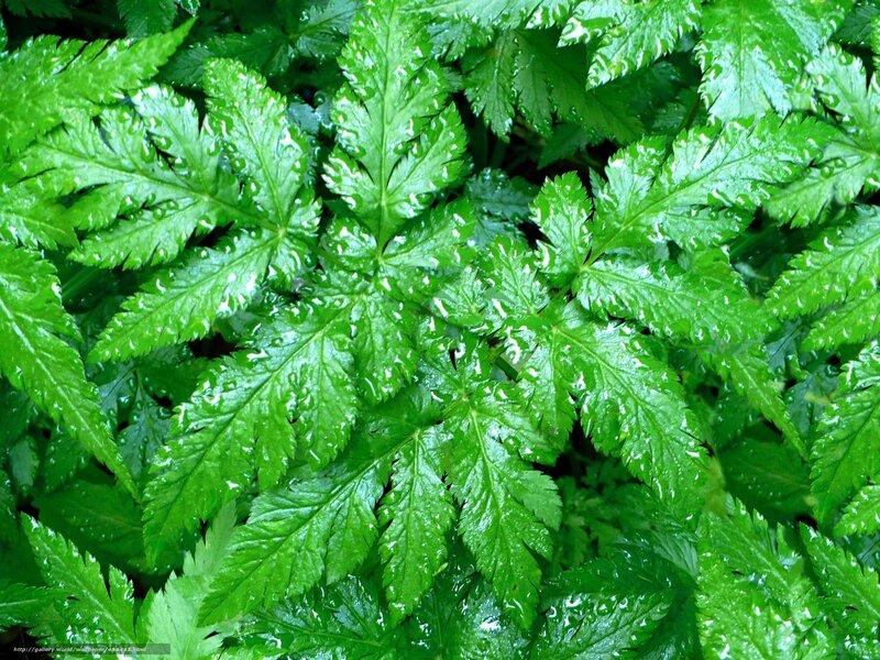 green fern leaves with water droplets
