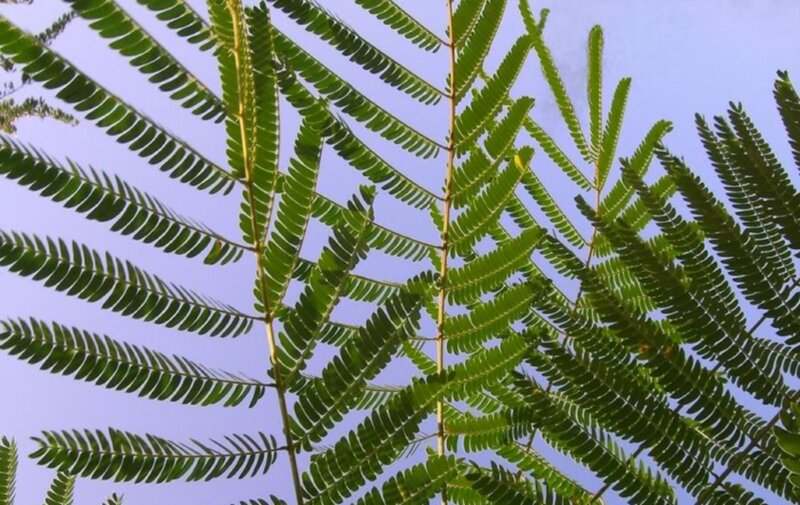 Green Fern-like Leaves — Calm