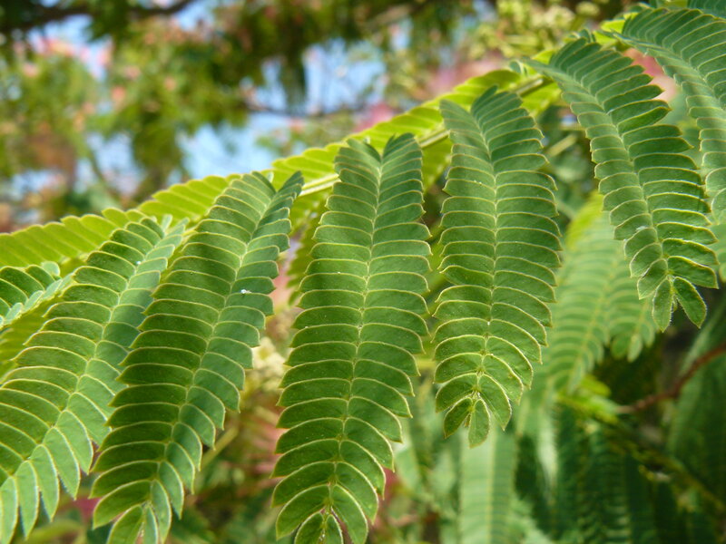 Green Fern-like Leaves