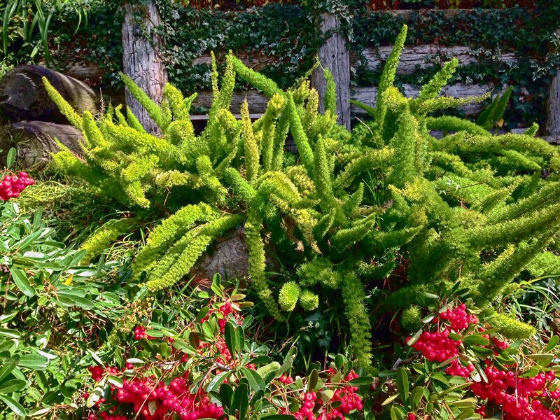 Green Fern-like Plant — Natural
