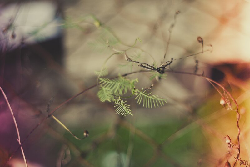Green Fern-like Plant — Serene