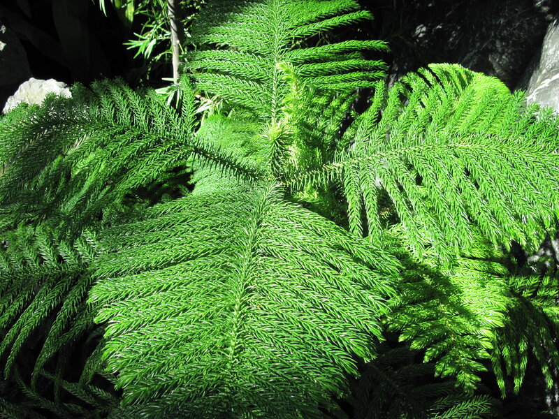 Green Fern-like Plant
