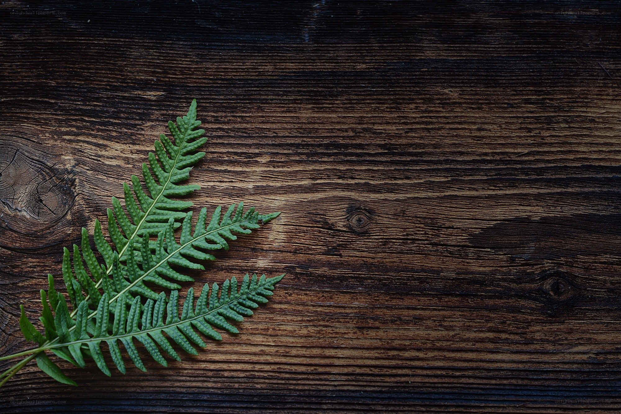 green fern on wood