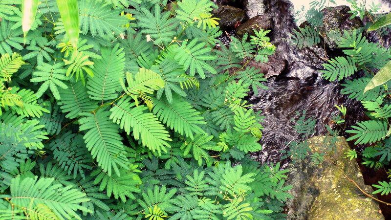 Green Ferns by Stream
