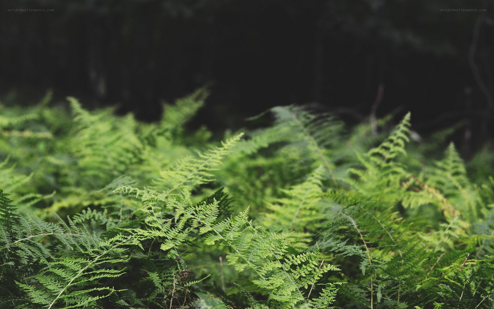 green ferns in a forest