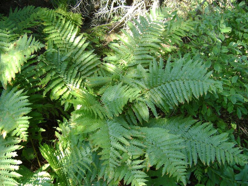 Green ferns in a forest