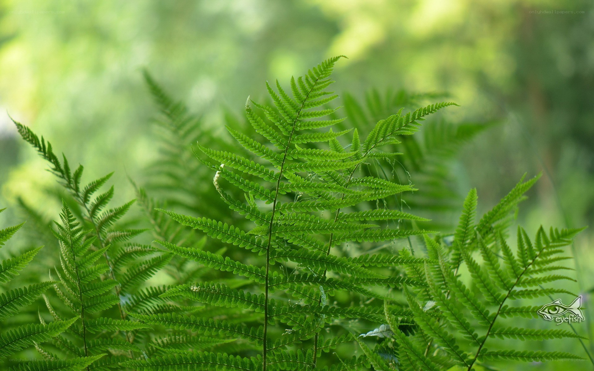 Green ferns in a forest
