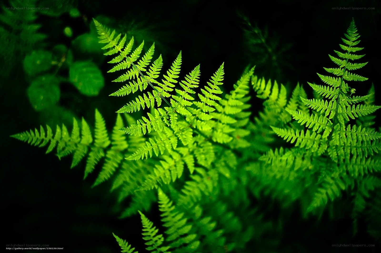 Green ferns in dark forest