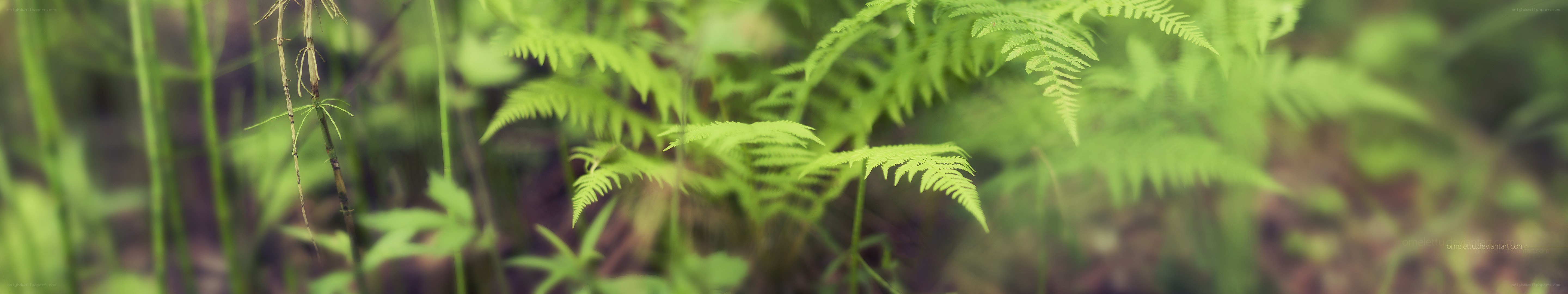 green ferns in forest