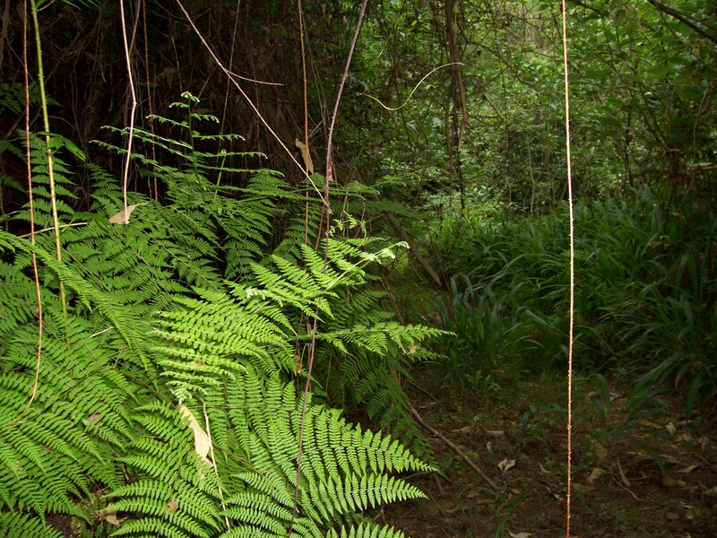 Green Ferns in Forest — Dense