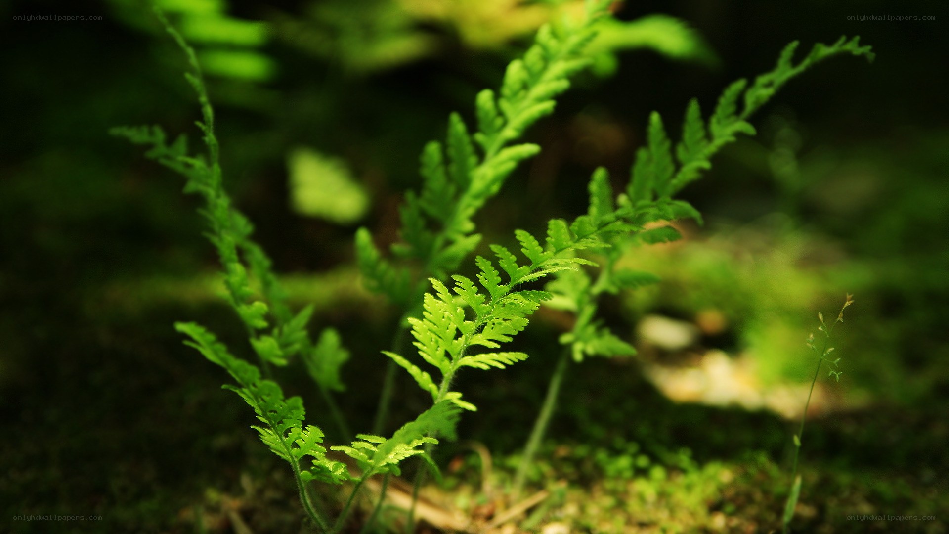 Green ferns in forest light