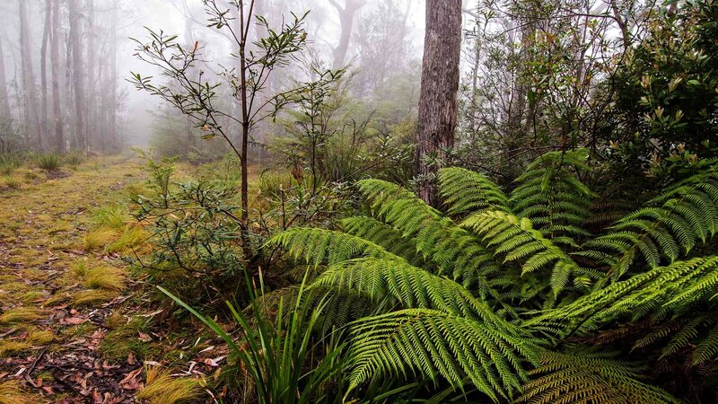 Green Ferns in Forest — Misty, Morning, Photograph