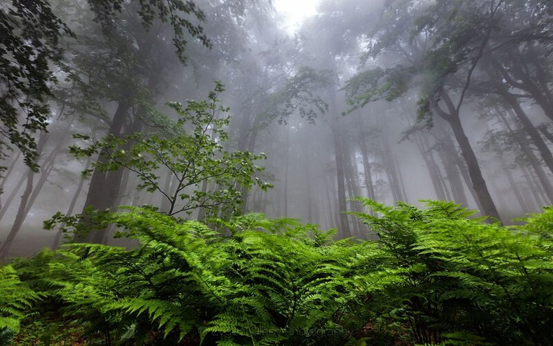 Green Ferns in Forest — Misty, Morning