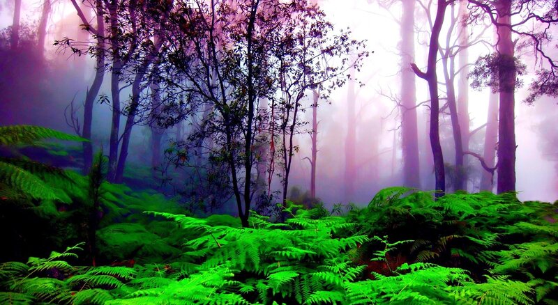 Green Ferns in Forest — Misty