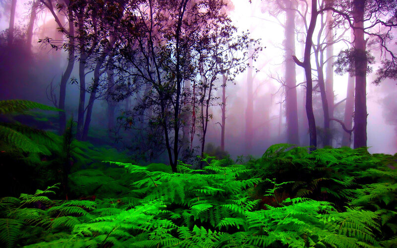Green Ferns in Forest — Mystical