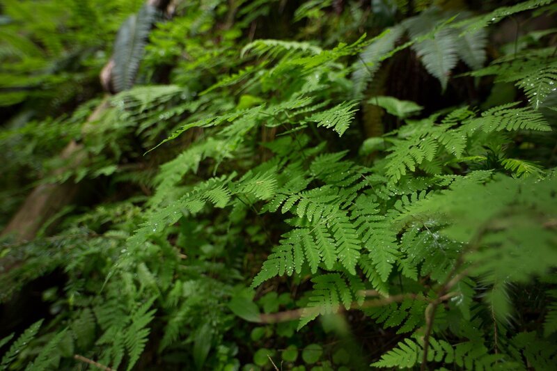 Green Ferns in Forest — Natural, Photograph