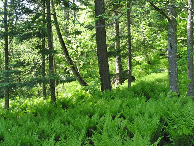 Green Ferns in Forest — Serene, Afternoon
