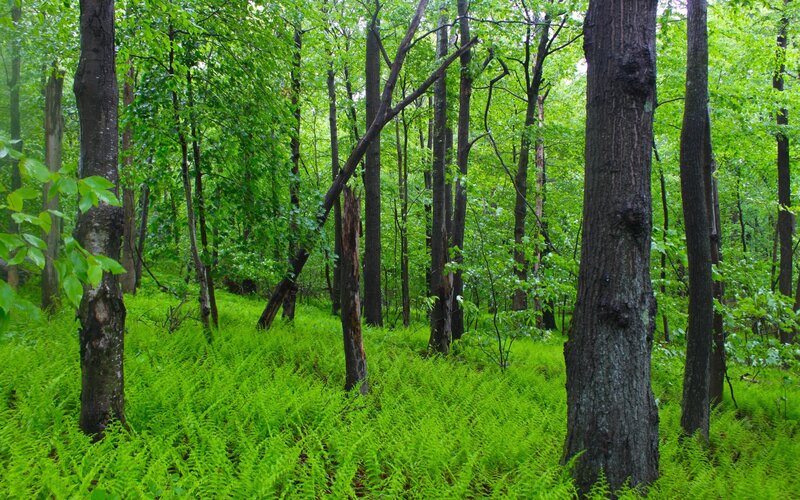 Green Ferns in Forest — Serene, Morning
