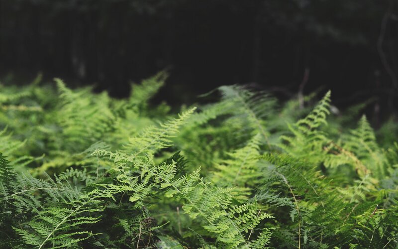 Green Ferns in Forest — Serene, Photograph, Plants