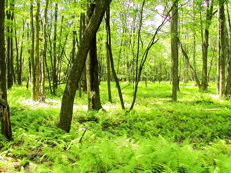 Green Ferns in Forest — Serene