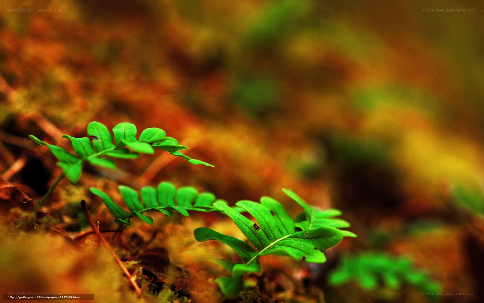 Green ferns in forest soil