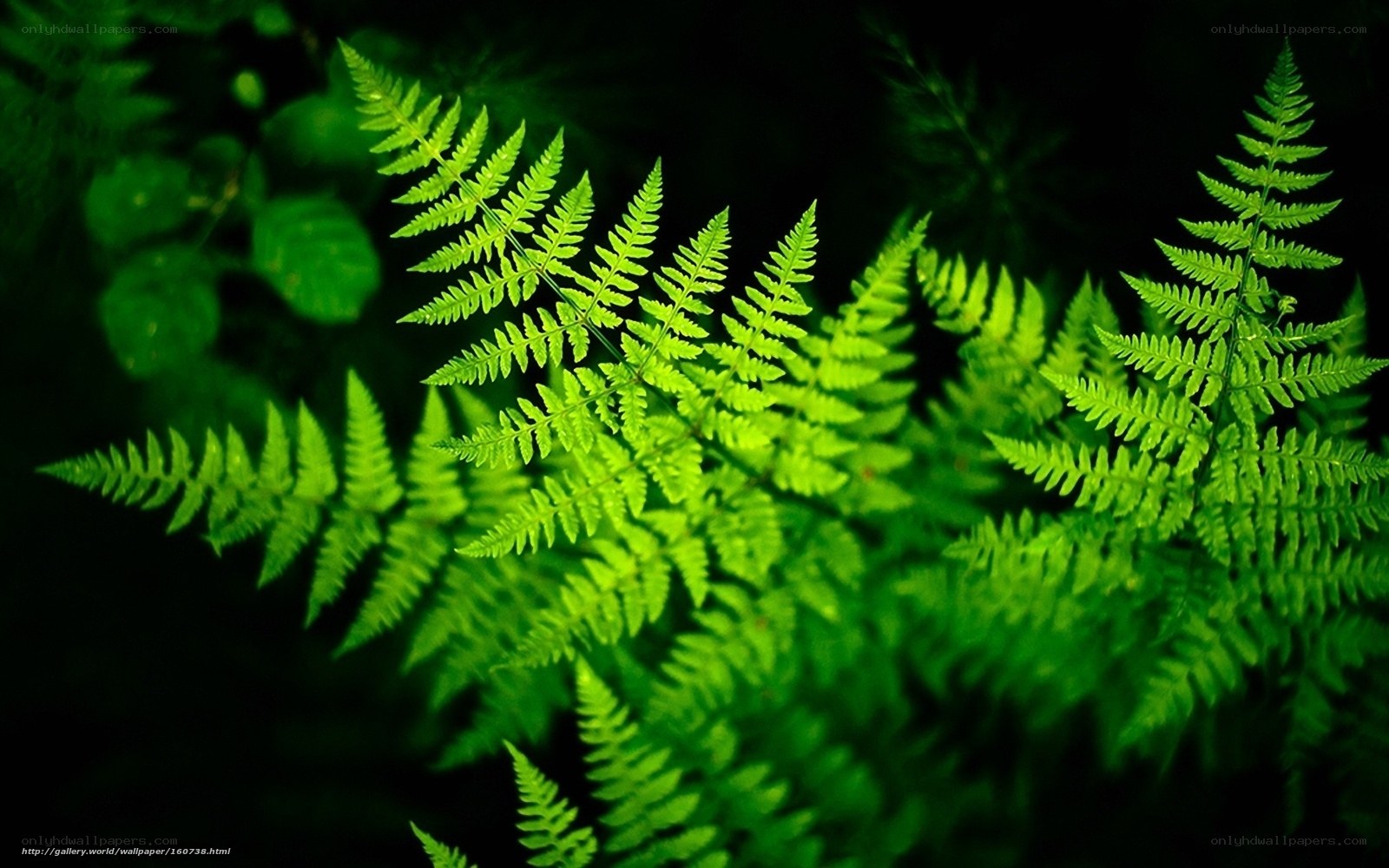 Green ferns in forest