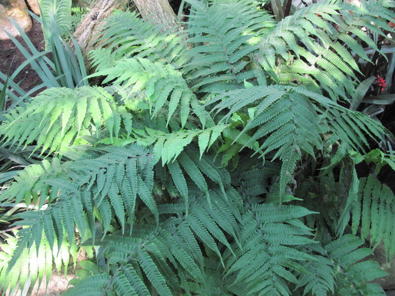 Green Ferns in Garden — Natural
