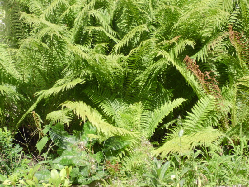 Green Ferns in Garden