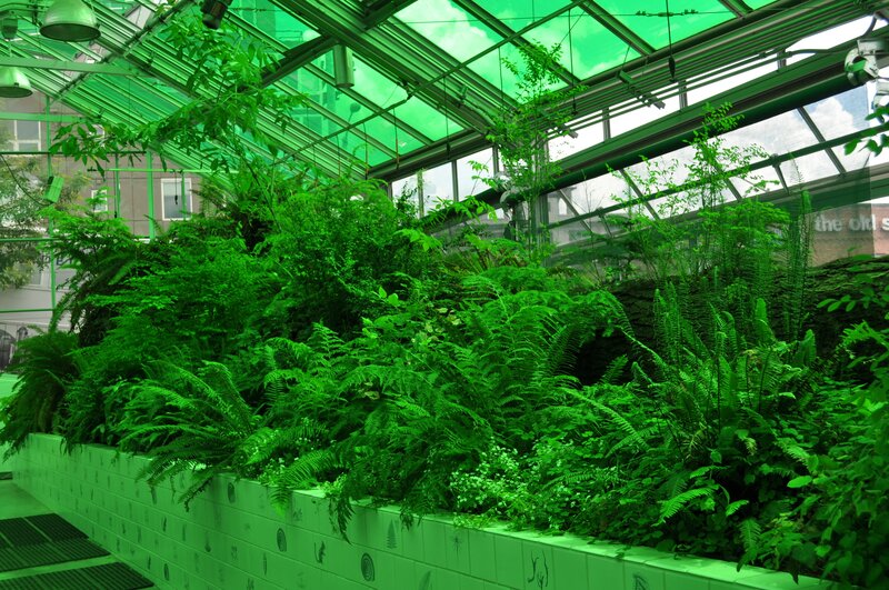 Green Ferns in Greenhouse