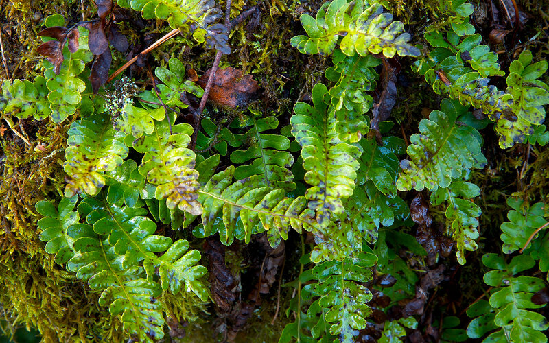 Green Ferns in Moss