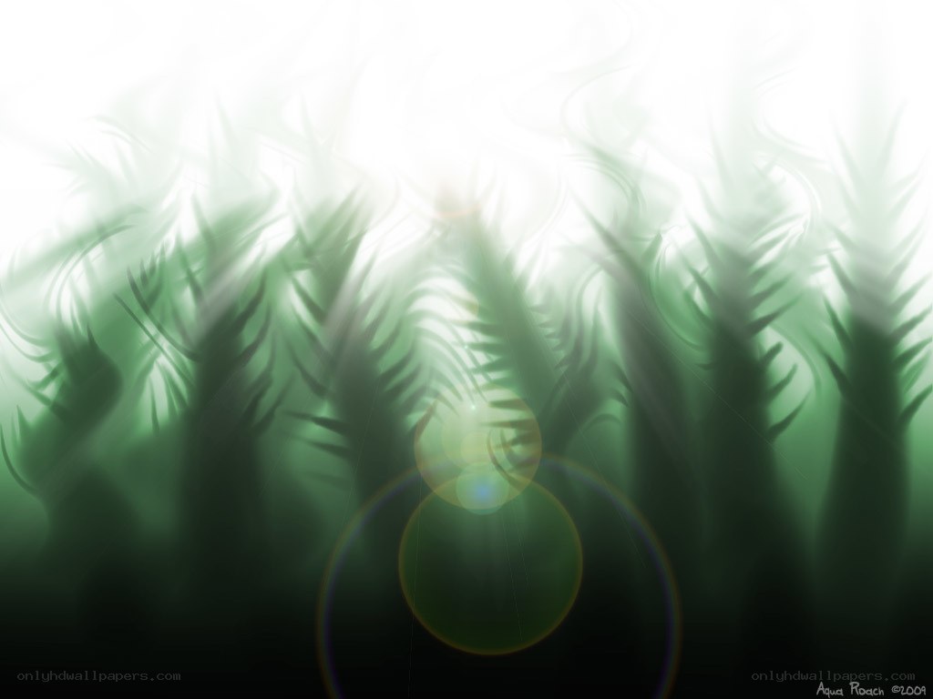 Green Ferns in Sunlight