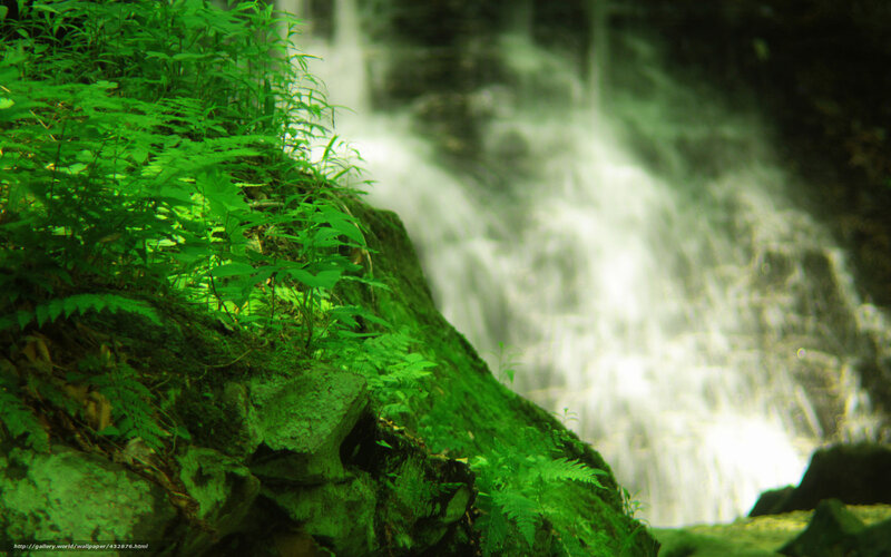 Green Ferns Near Waterfall