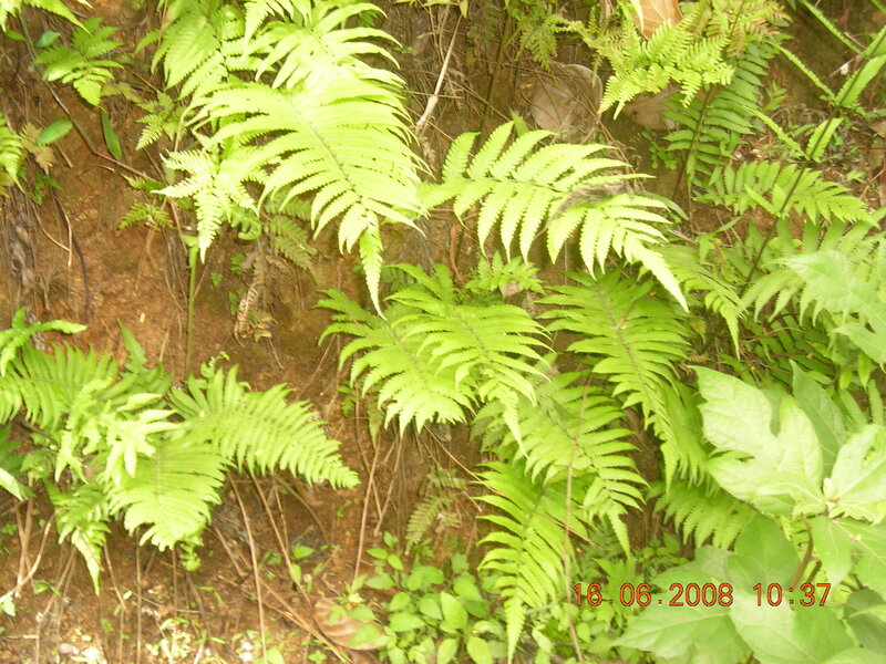 Green Ferns on a Slope