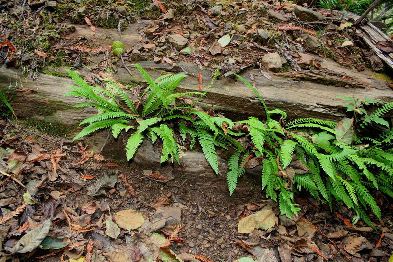Green Ferns on Log