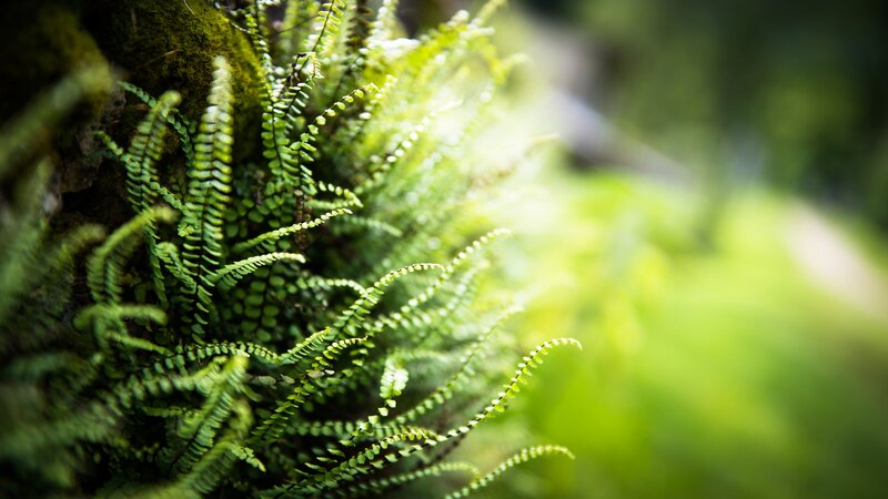 Green Ferns on Mossy Rock — Serene