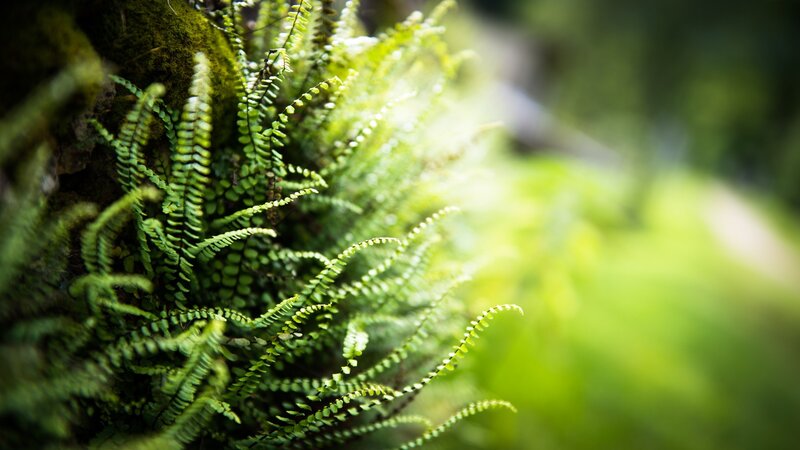 Green Ferns on Mossy Rock