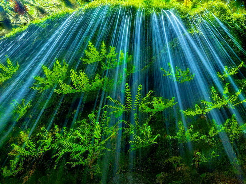 Green Ferns with Waterfalls