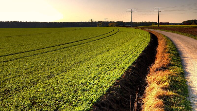 Green Field and Dirt Road