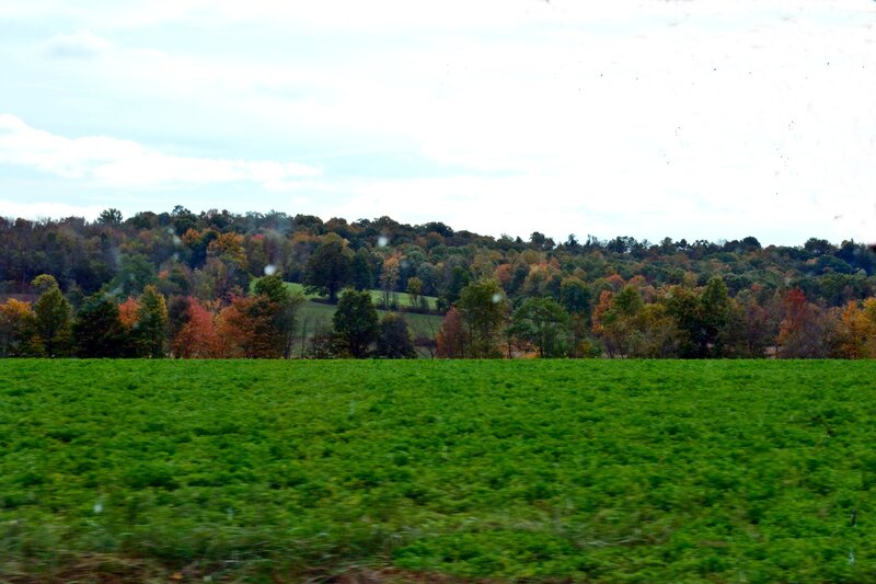 Green Field and Forest — Calm