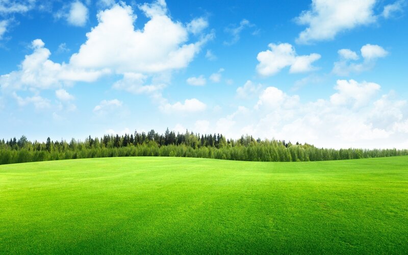 Green Field and Forest — Serene, Afternoon, Photograph