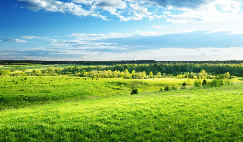 Green Field and Forest — Serene