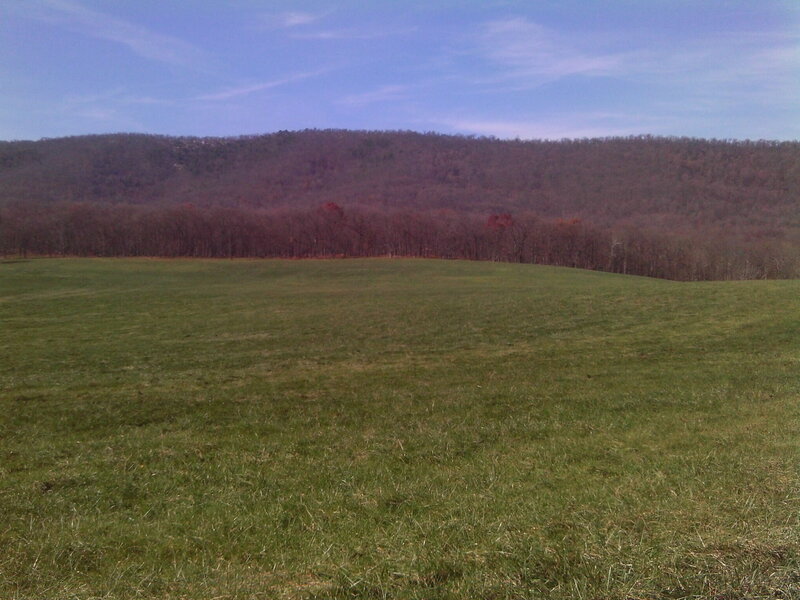 Green Field and Forest
