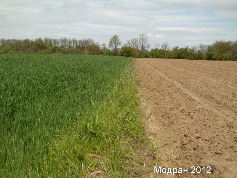 Green Field and Plowed Land