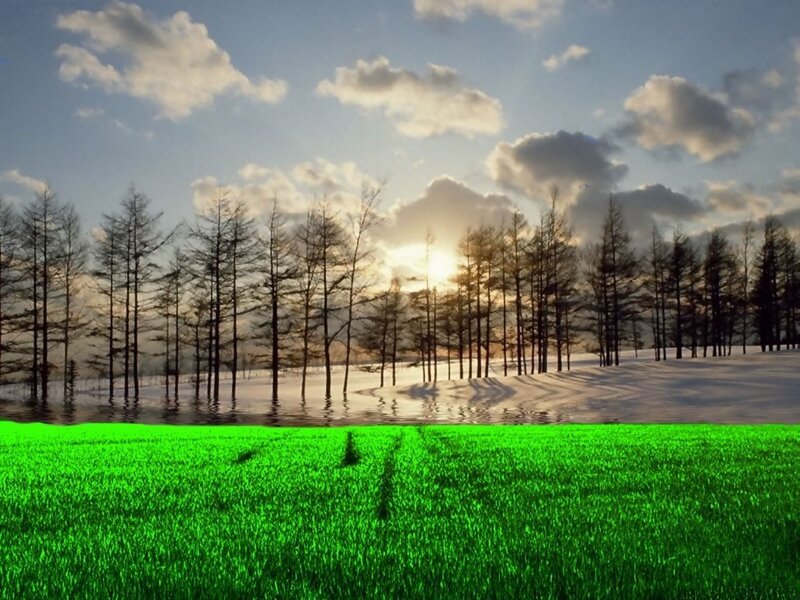 Green field and snowy forest