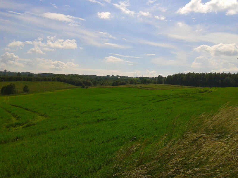 Green Field and Trees — Serene