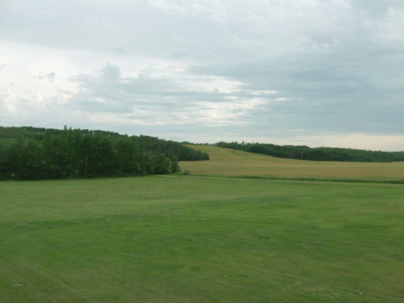 Green Field and Trees