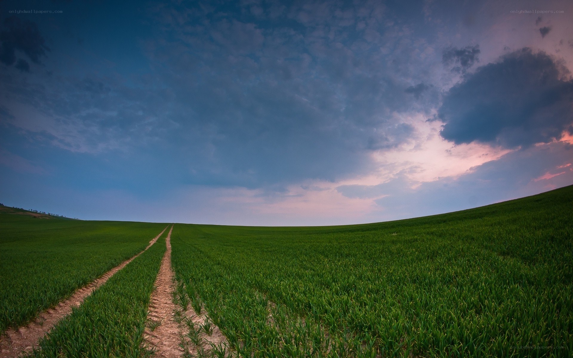 Green field at dusk