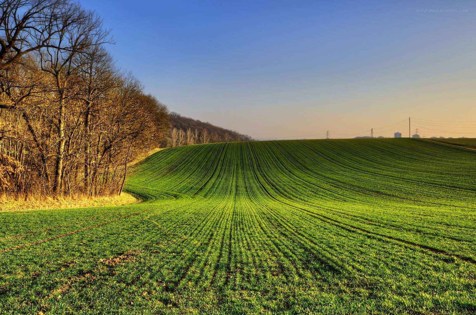 Green field at sunrise